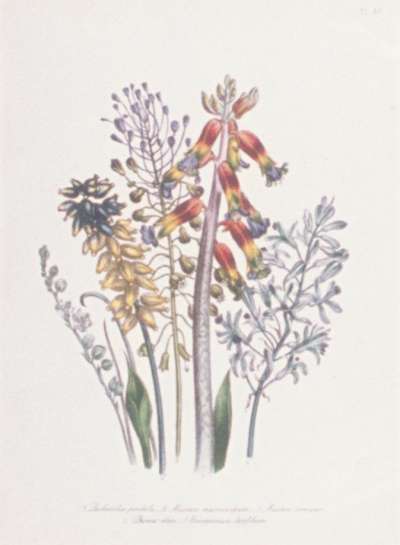 Image of Lachenalia pendula; Muscari macrocarpum; Muscari comosum; Drimia elata; Eriospermum latiofolium