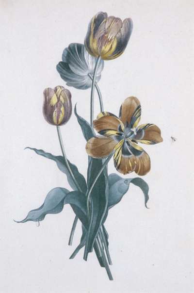 Image of Tulips