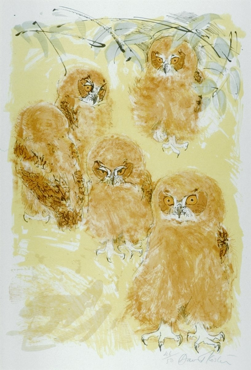 Image of Young Sauvigney’s Eagle Owls