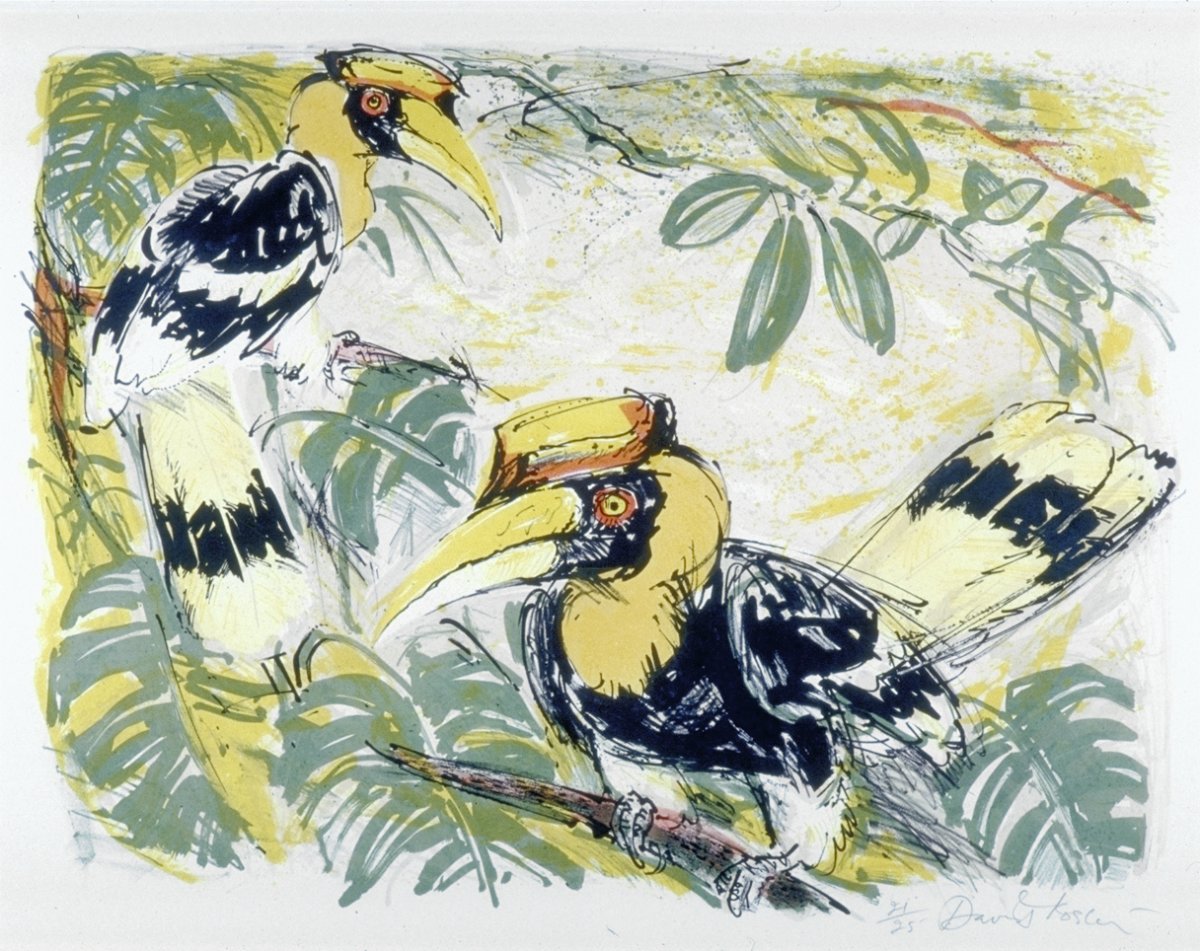 Image of Indian Hornbills