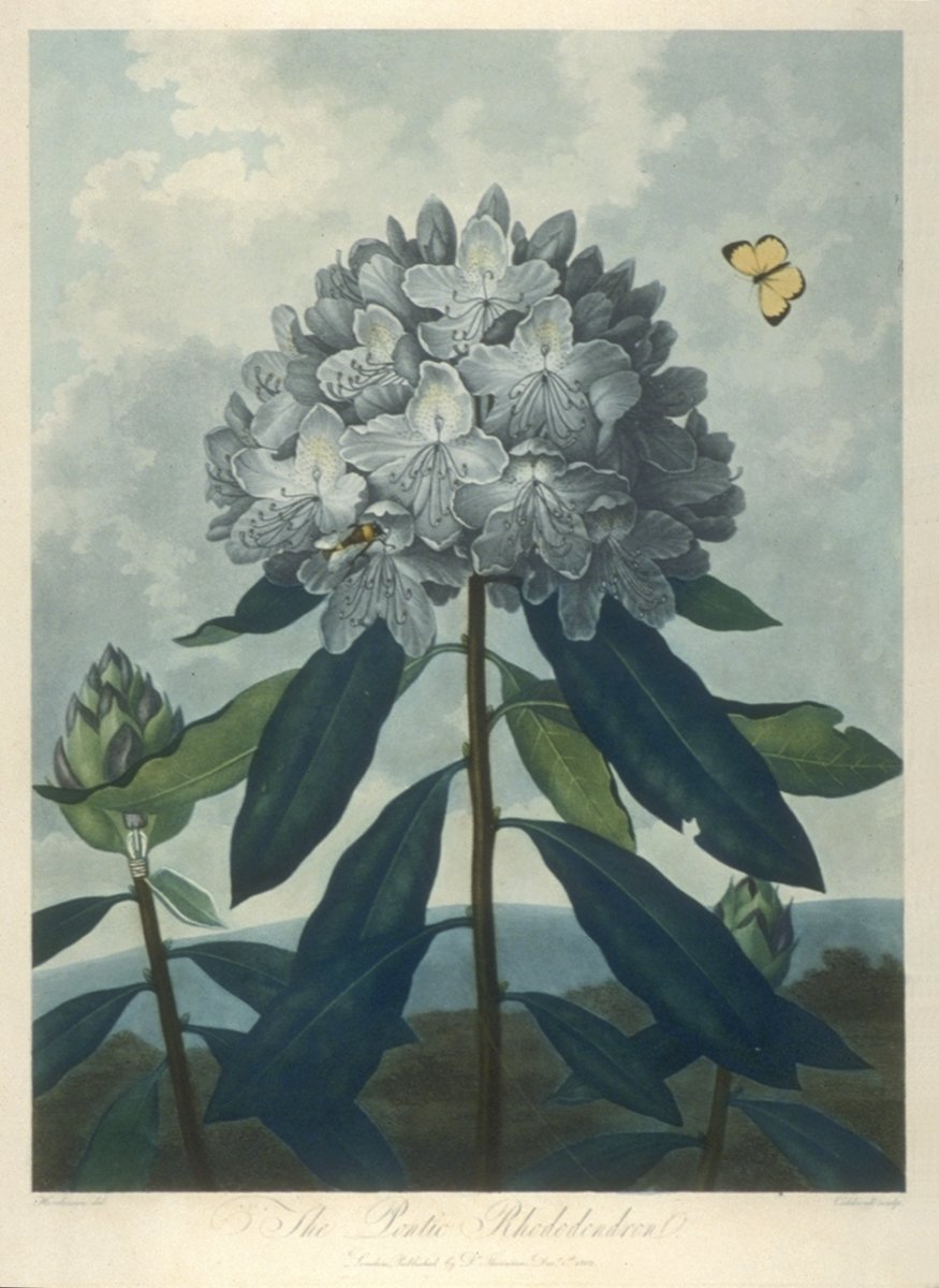 Image of The Pontic Rhododendron