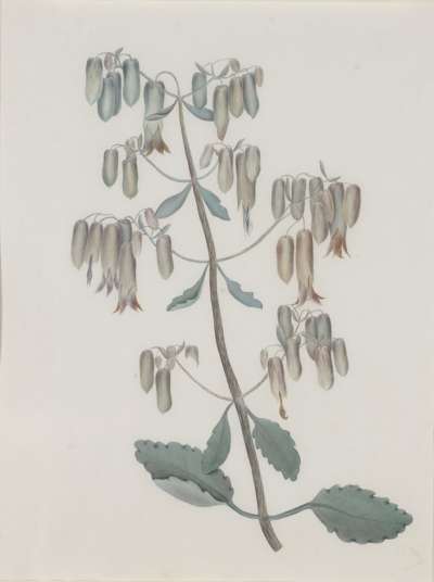 Image of Cotyledon Laciniatum