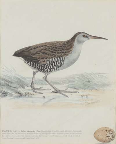 Image of Water Rail