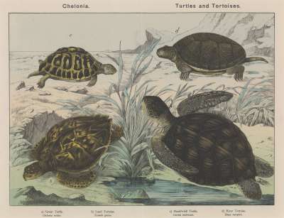 Image of Chelonia. Turtles and Tortoises.