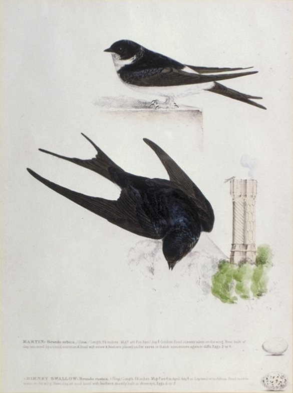 Image of Martin and Chimney Swallow