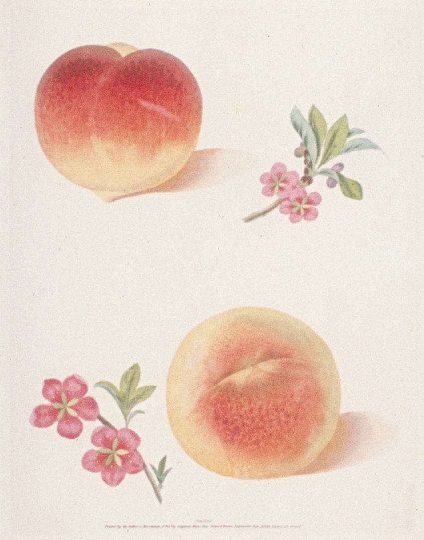 Image of Peaches