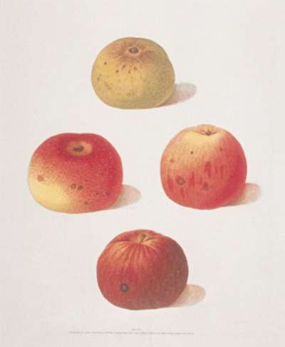 Image of Apples