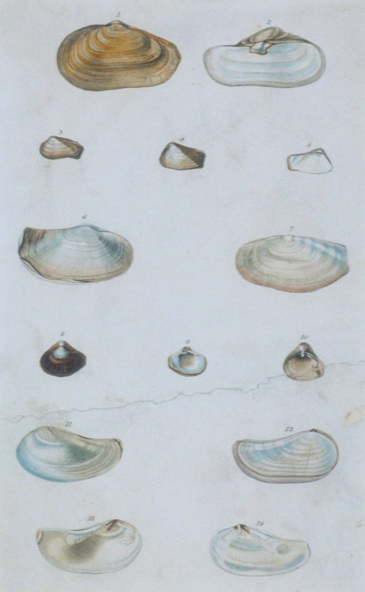 Image of Shells