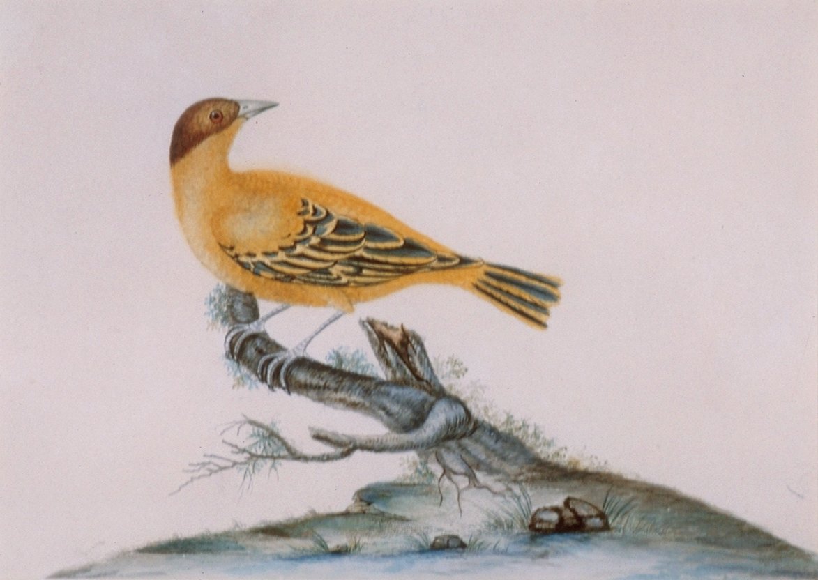 Image of Bird (Yellow)