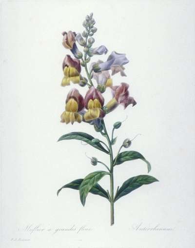 Image of Muflier à Grandes Fleurs / Antirrhinum