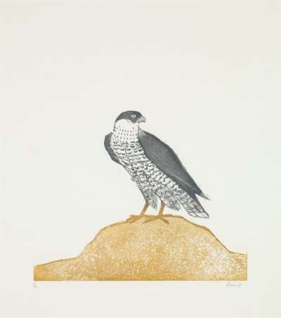 Image of Peregrine Falcon