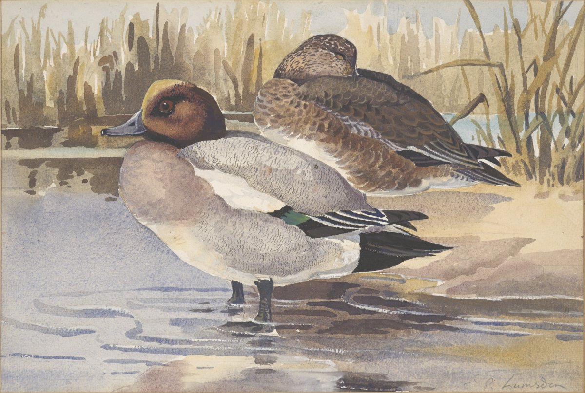 Image of Widgeon