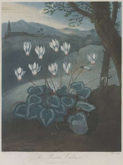 Image of The Persian Cyclamen