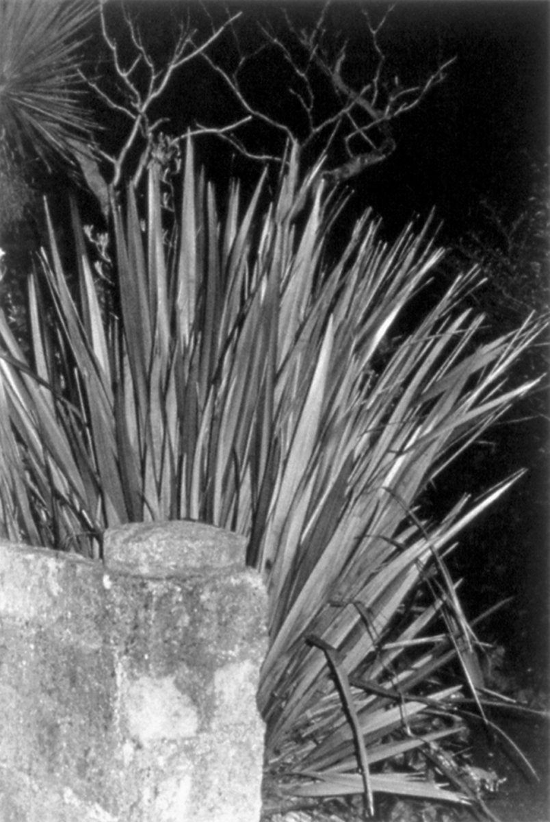 Image of Wall and Exotic Plant, Cornwall