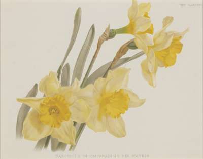 Image of Narcissus Incomparabilis Sir Watkin