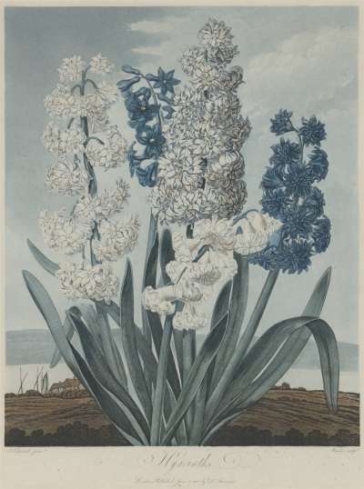 Image of Hyacinths