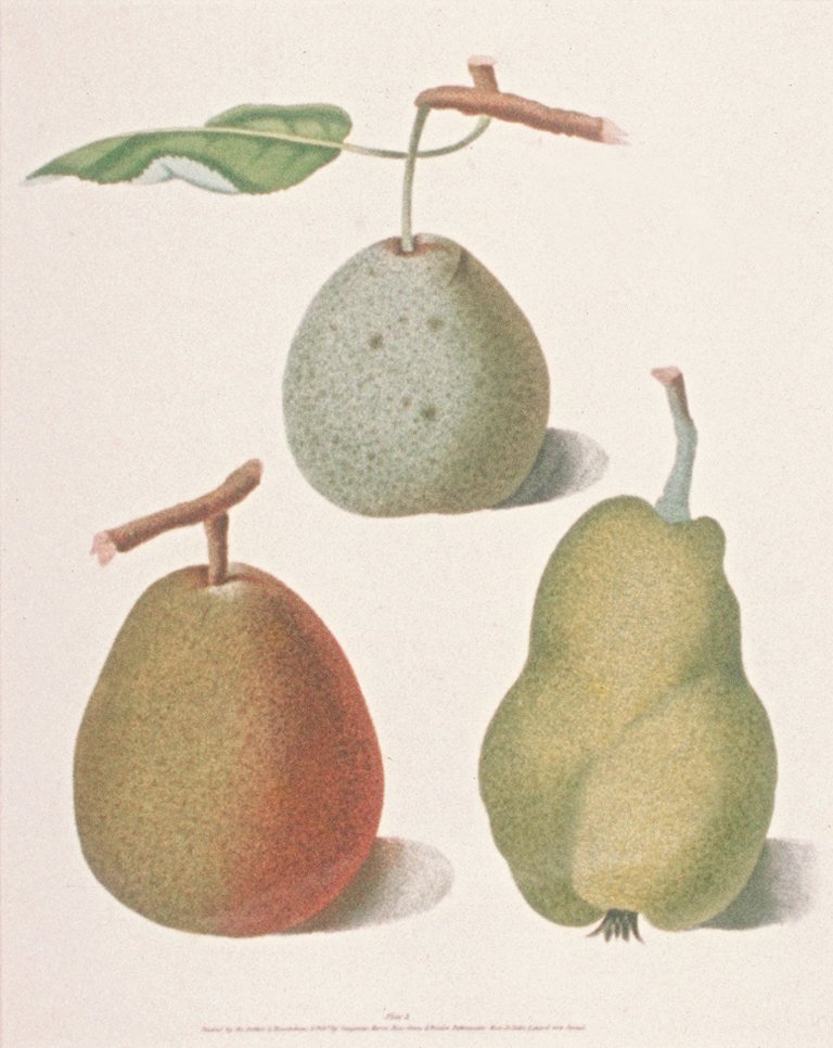 Image of Pears