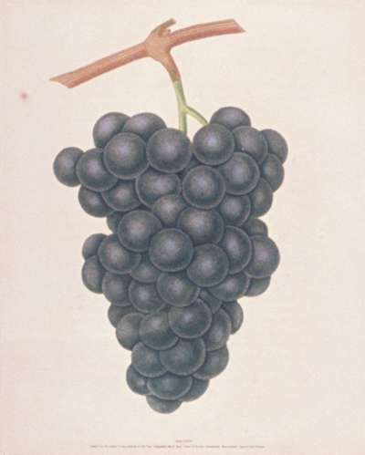 Image of Grapes