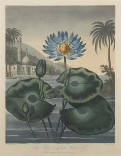 Image of The Blue Egyptian Water-Lily