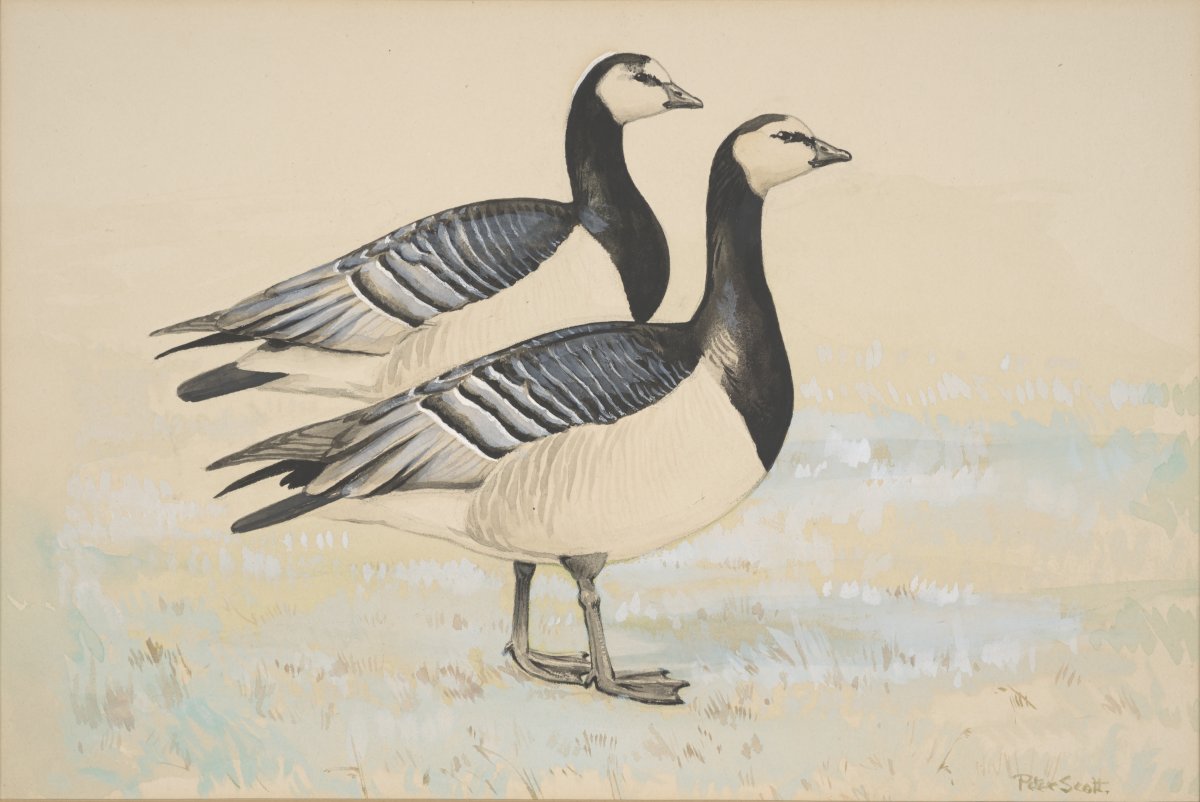 Image of Barnacle Geese