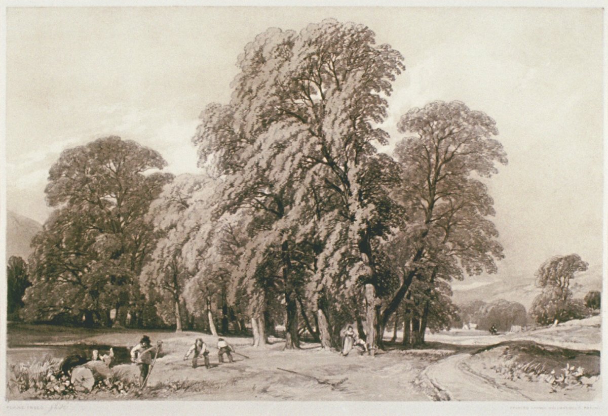 Image of Plane Trees