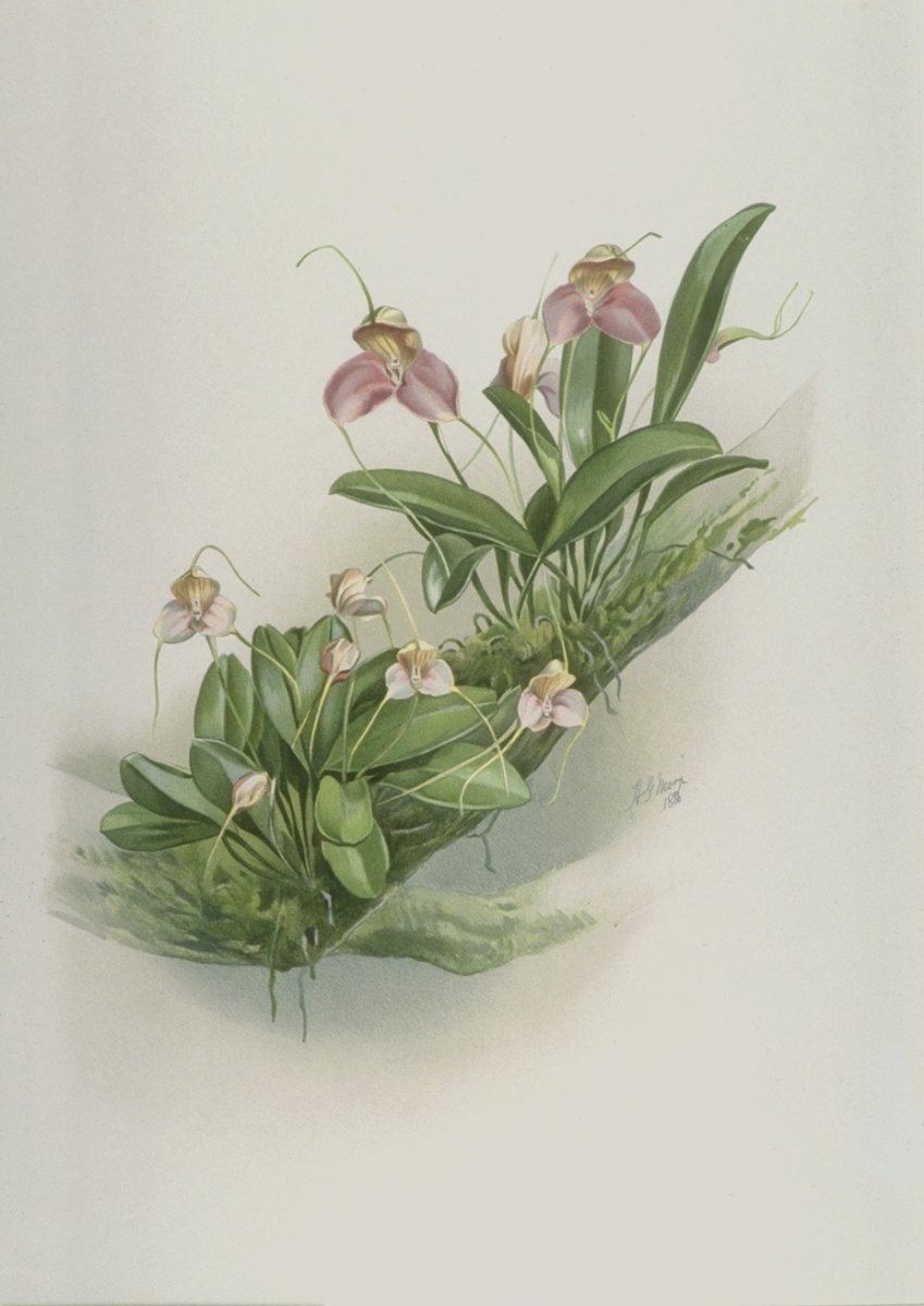 Image of Masdevallia shuttleworthii xanthocorys