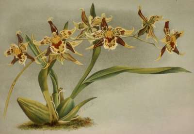 Image of Odontoglossum hallii xanthoglossum