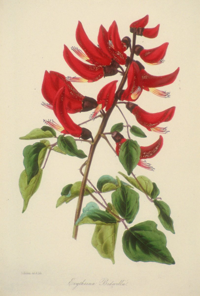 Image of Erythrina Bidwillii