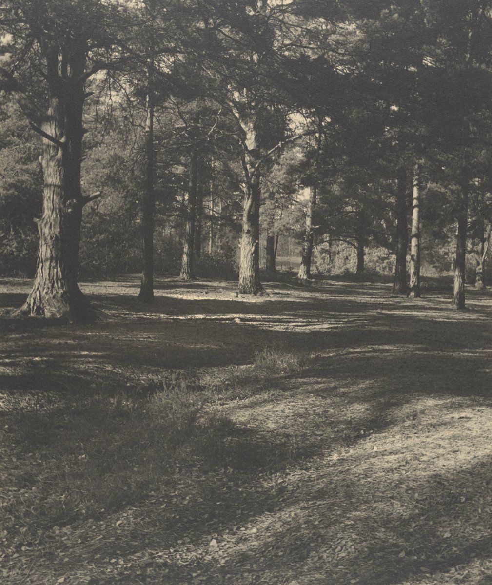 Image of Pine Forest