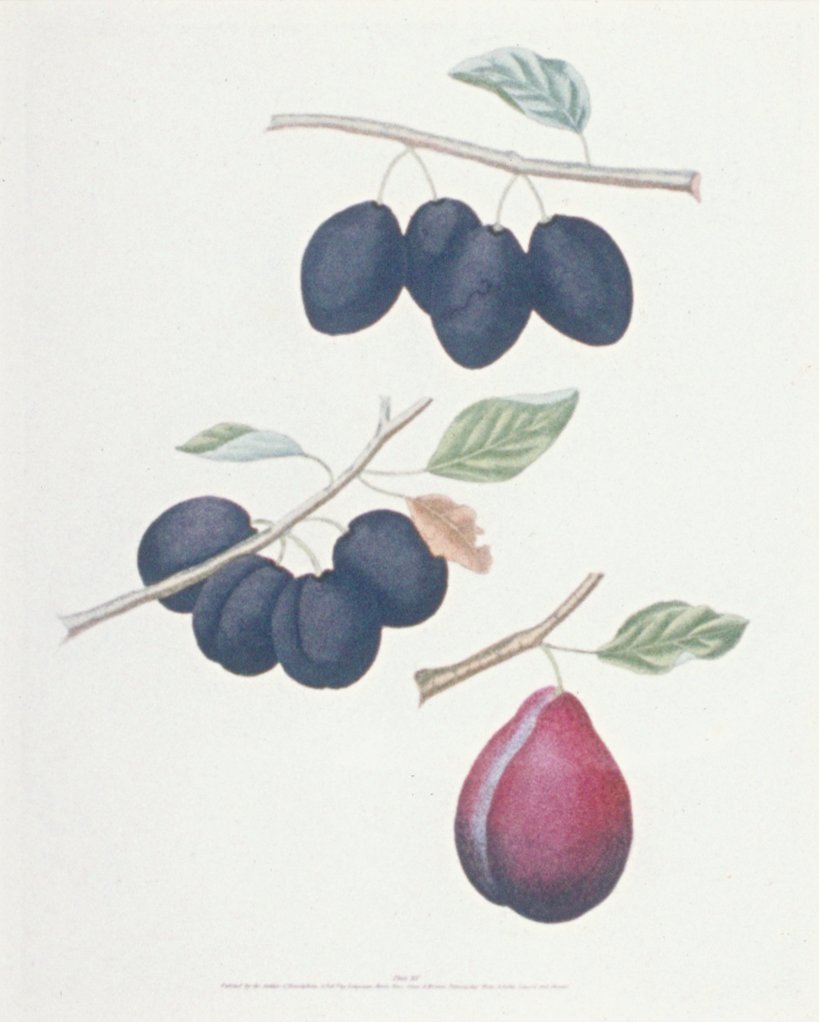 Image of Damsons