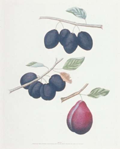 Image of Damsons