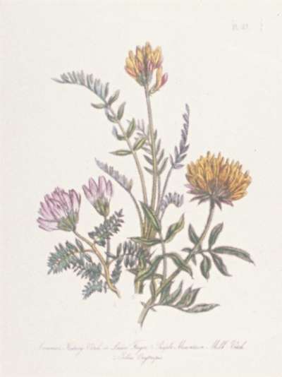 Image of Common Kidney Vetch, or Ladies’ Finger; Purple Mountain Milk Vetch; Yellow Orytropis