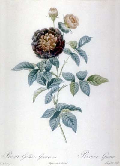 Image of Rosa Gallica Gueriniana / Rosier Guerin