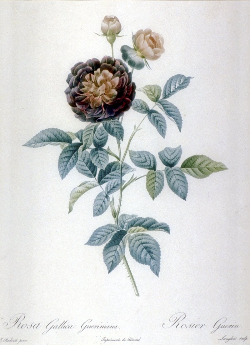 Image of Rosa Gallica Gueriniana / Rosier Guerin