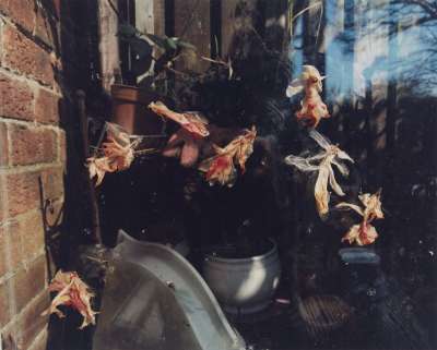 Image of Petal Dance on the Glass