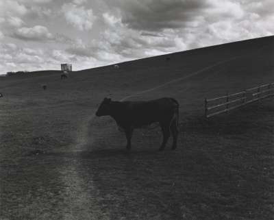 Image of Cow; Town Moor