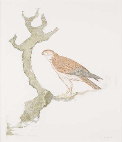 Image of Kestrel