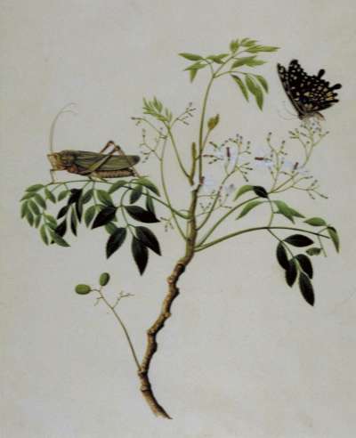 Image of Butterfly on Pink Buds and Large Grasshopper