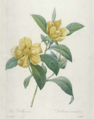 Image of La Dillenne (Dillenia Scandens)