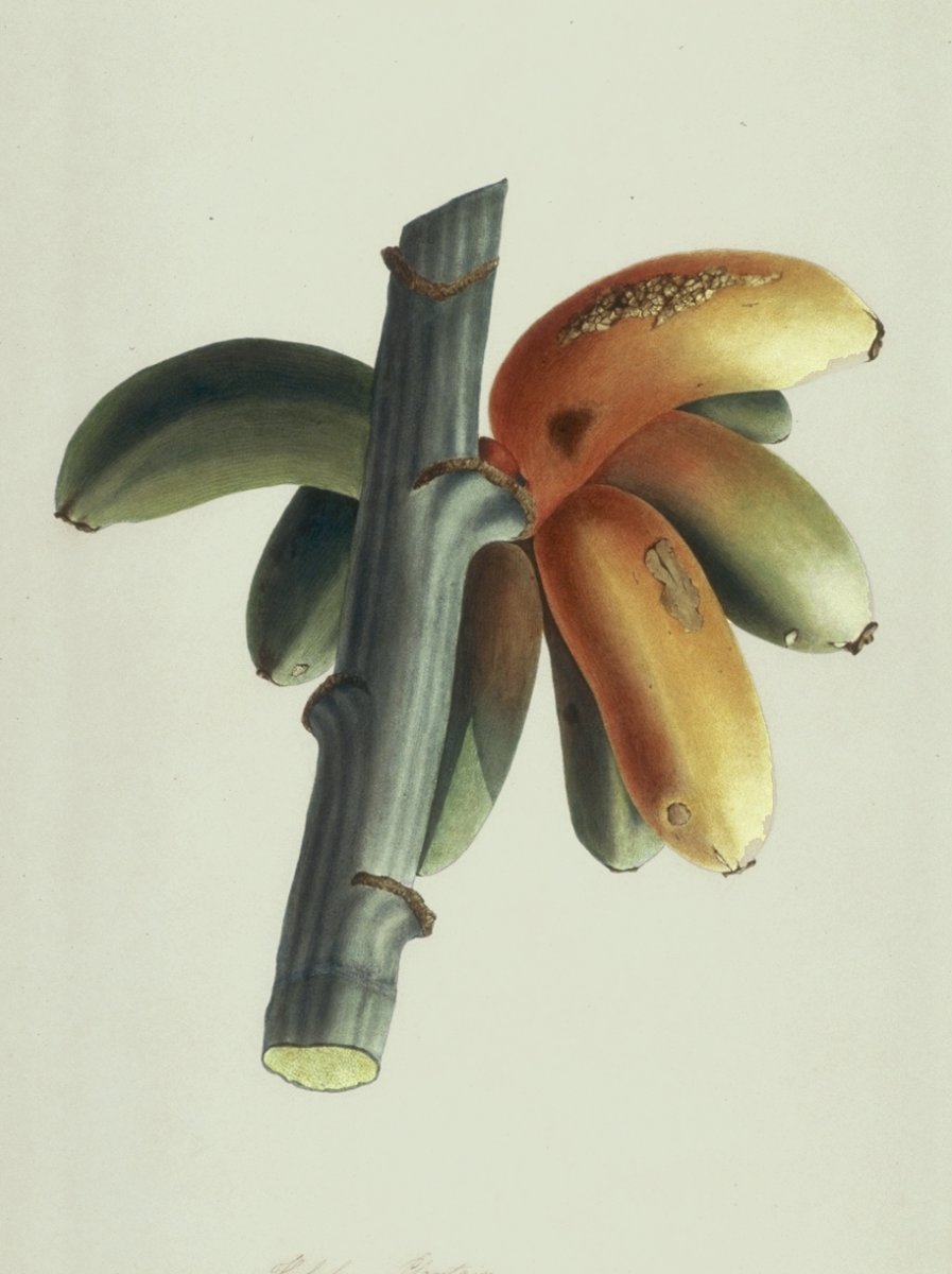 Image of Kelah Plantain