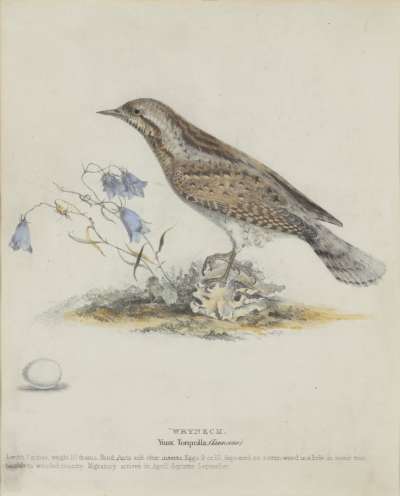 Image of Wryneck