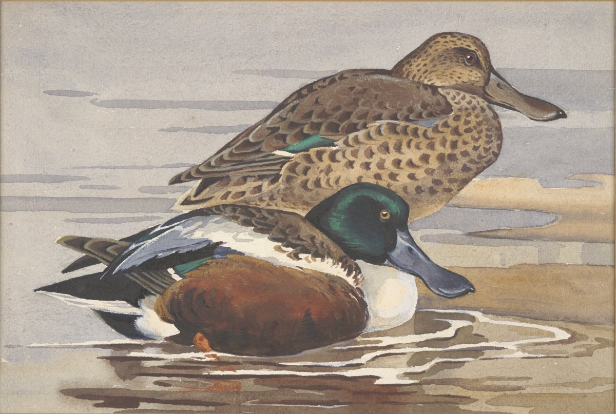 Image of Shoveler