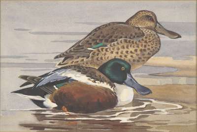 Image of Shoveler