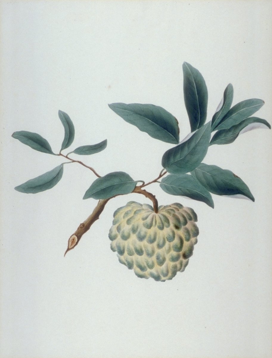 Image of Custard Apple