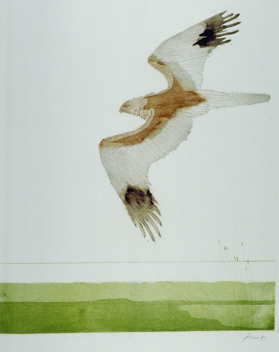 Image of Marsh Harrier