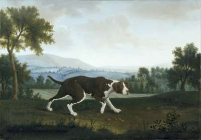 Image of The Spanish Pointer