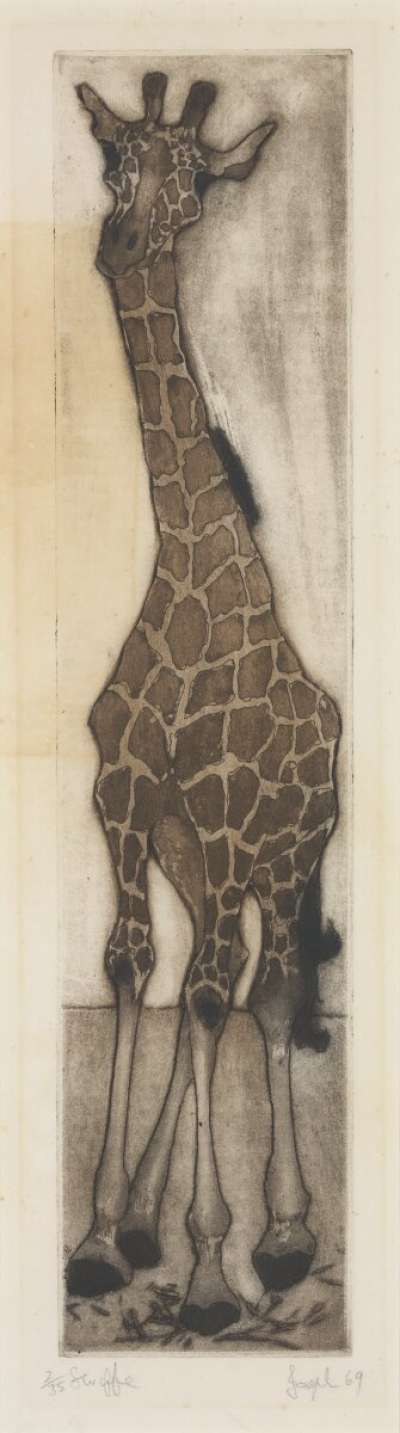 Image of Giraffe