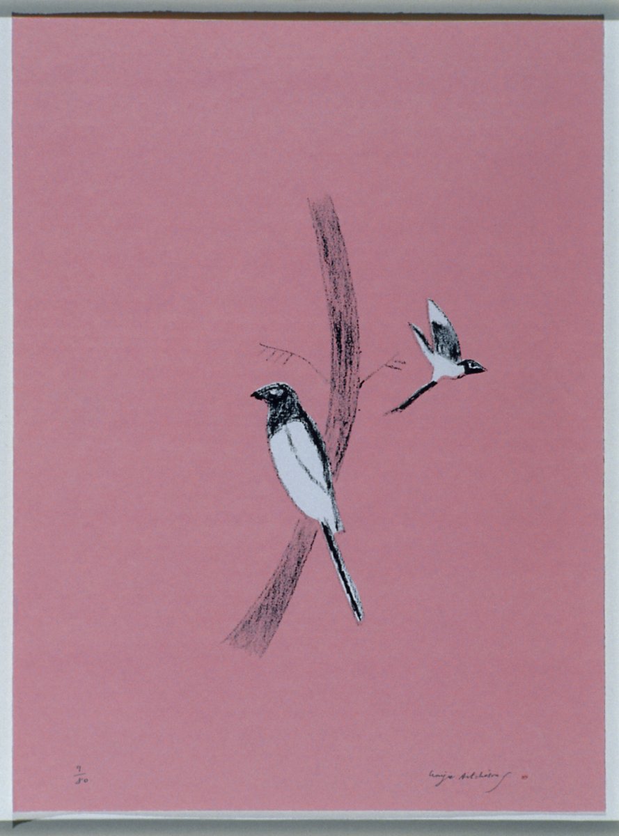 Image of Magpie [Pica Pica]