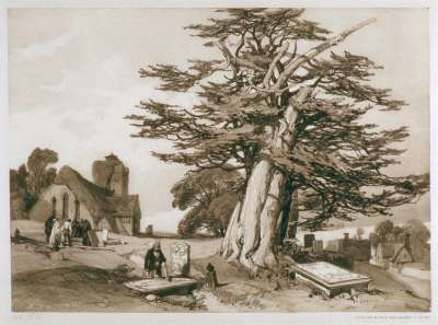 Image of Yew