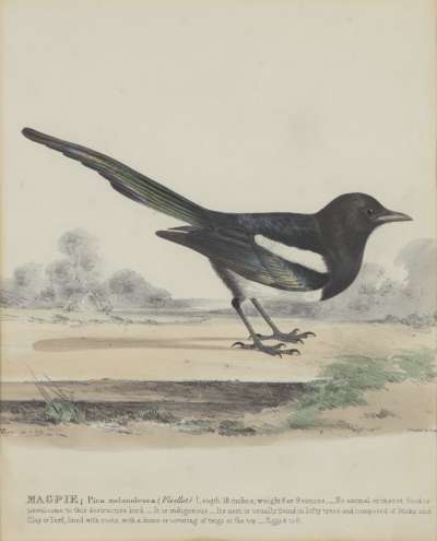 Image of Magpie